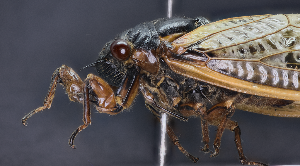 Magicicada septendecim, lateral view of head and thorax