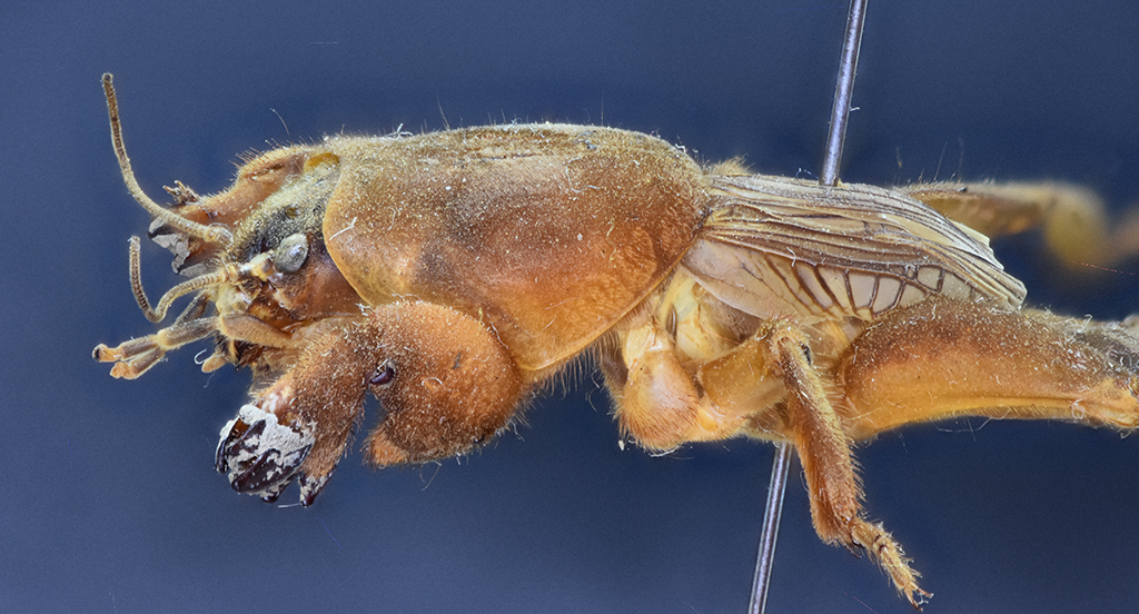 Mole cricket in lateral view