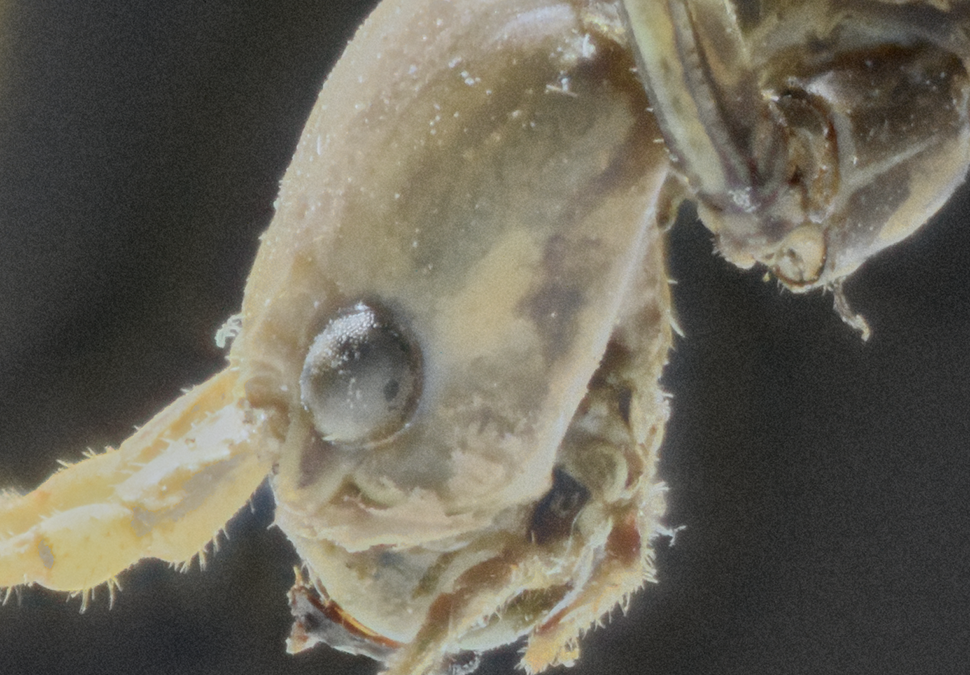 Head of an insect.