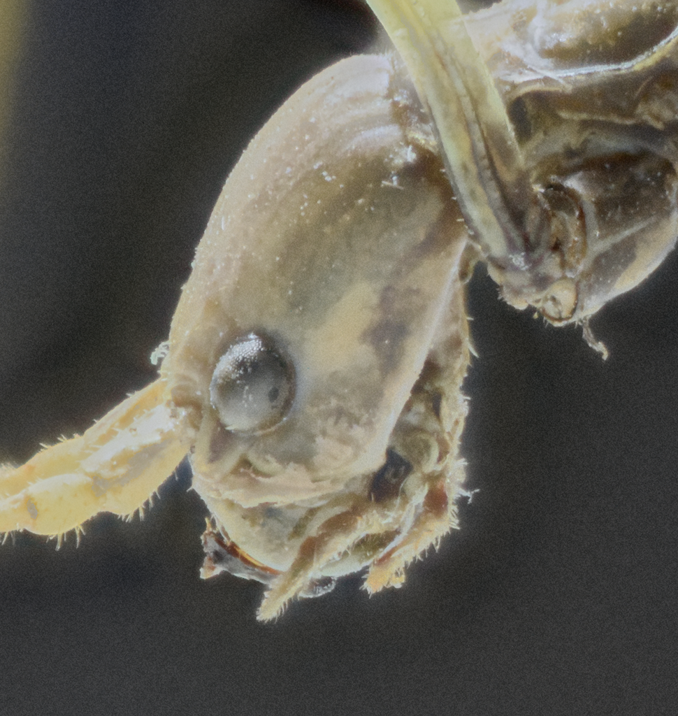 Head of an insect.