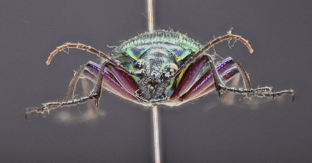 Calosoma scrutator front view of head