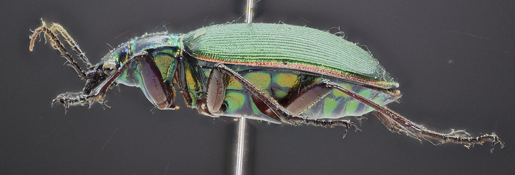 Calosoma scrutator lateral view