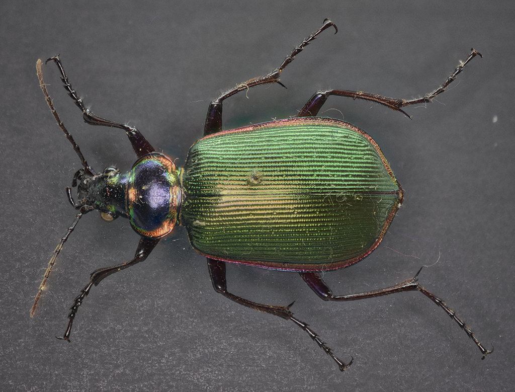 Calosoma scrutator dorsal view