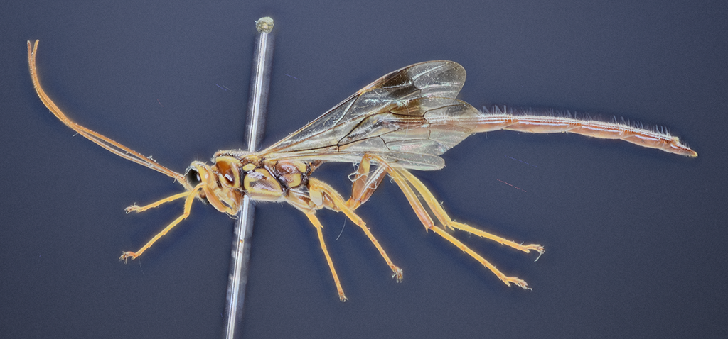 Megarhyssa macrurus male in lateral view