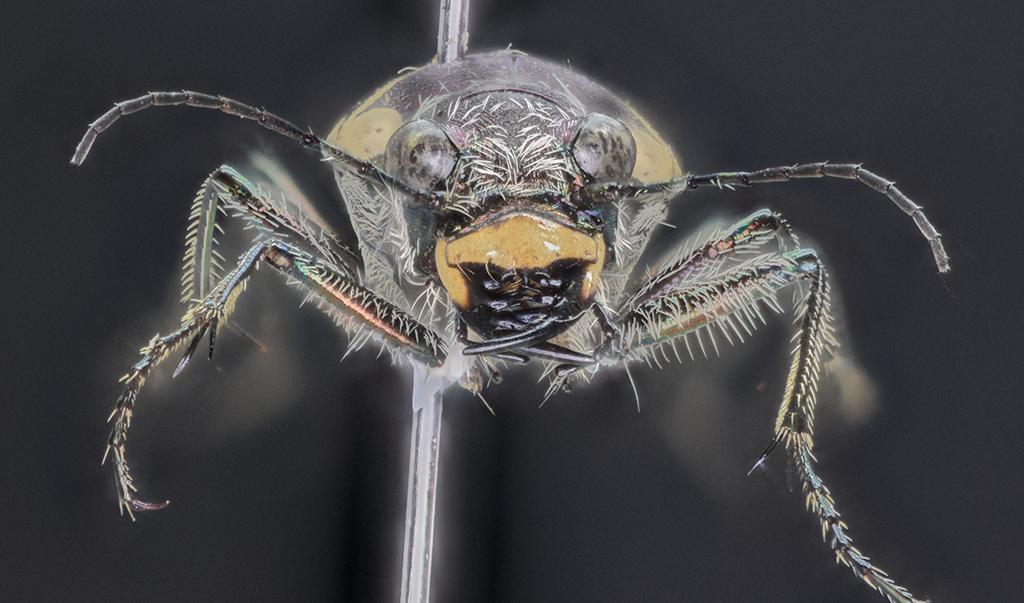 Cicindela formosa, frontal view