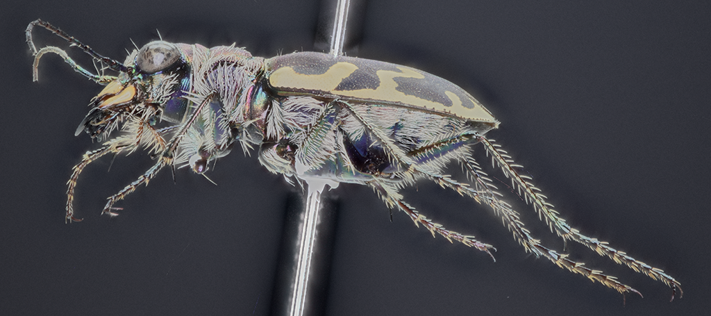 Cicindela formosa, lateral view