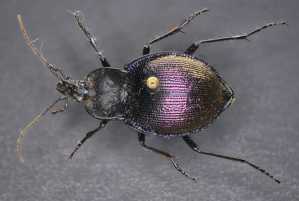 Scaphinotus elevatus, dorsal view