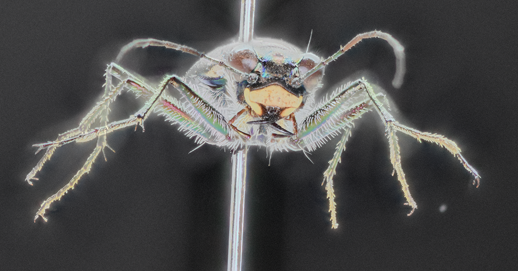 Cicindela punctulata, frontal view