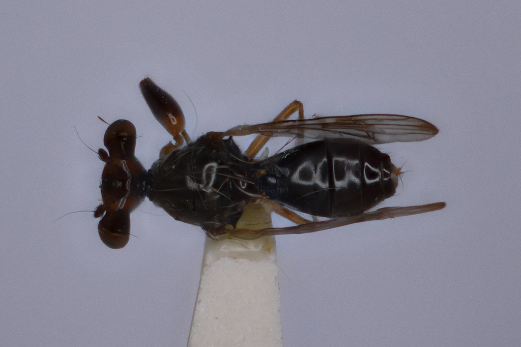 Sphyracephala brevicornis (Say, 1817) dorsal view