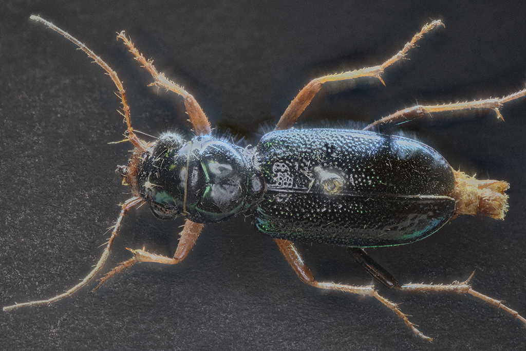 Tetracha virginica, dorsal view