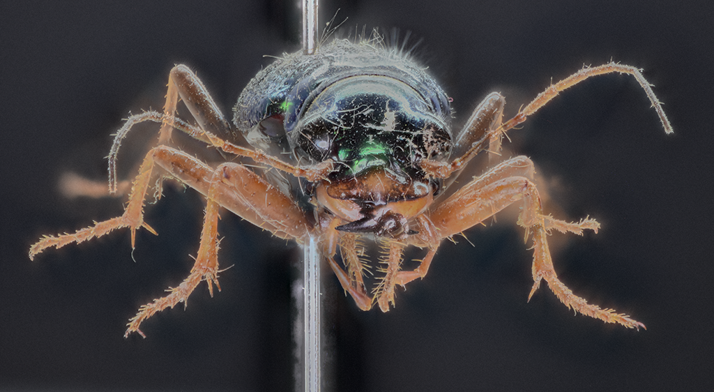 Tetracha virginica, frontal view