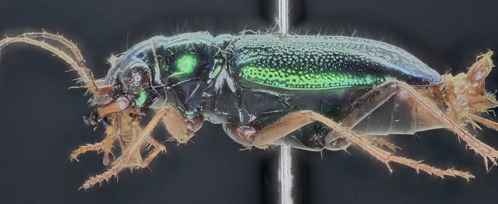 Tetracha virginica, lateral view