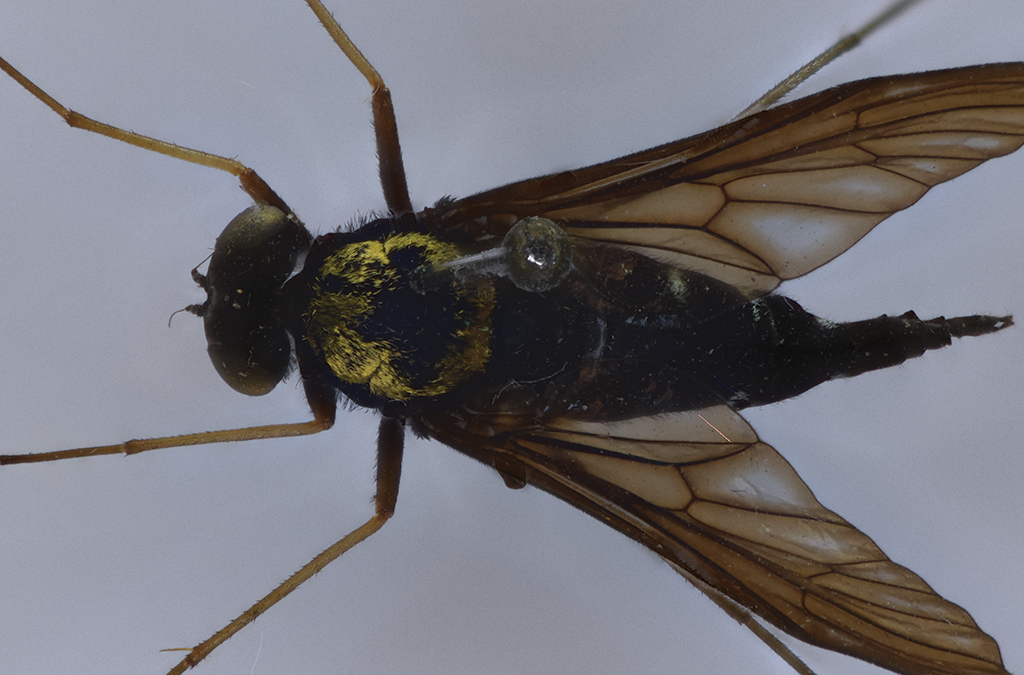 Insect of the week (May 12, 2025)