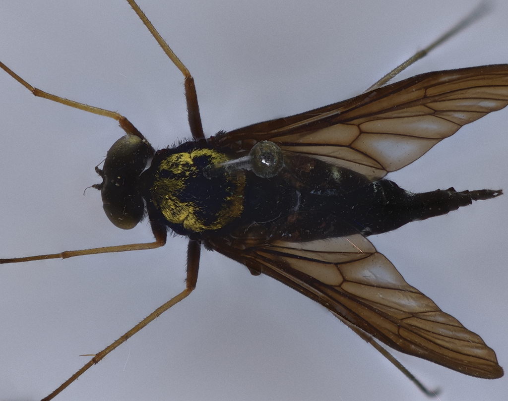 Chrysopilus thoracicus, dorsal view