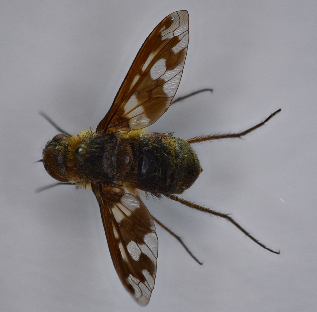 Exoprosopa butleri, adult dorsal view