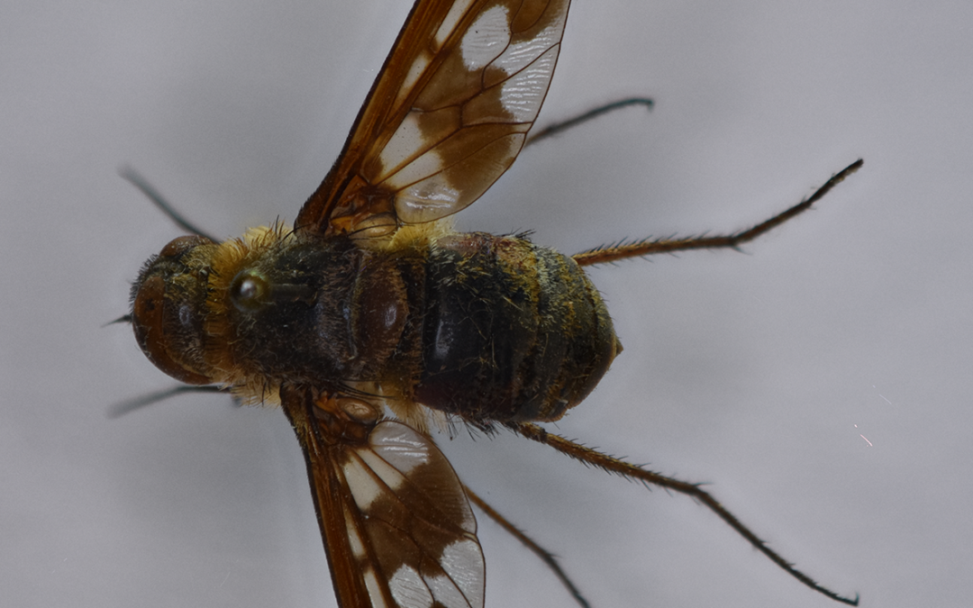 Insect of the week (June 23, 2025)