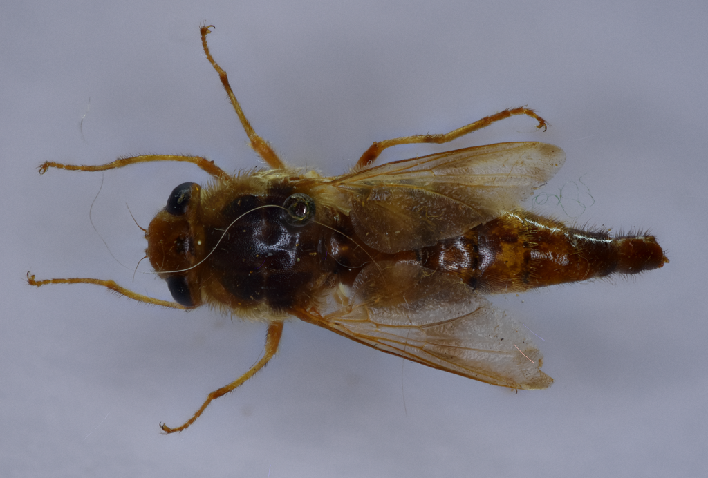 Dorsal view of adult female Gasterophilus intestinalis