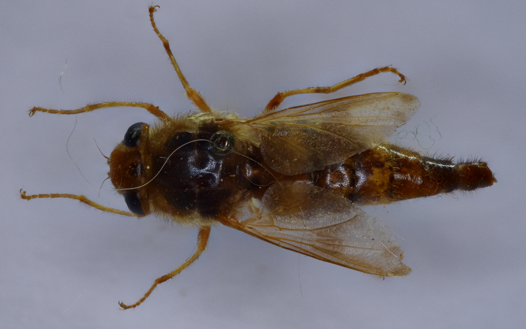 Insect of the week (June 9, 2025)