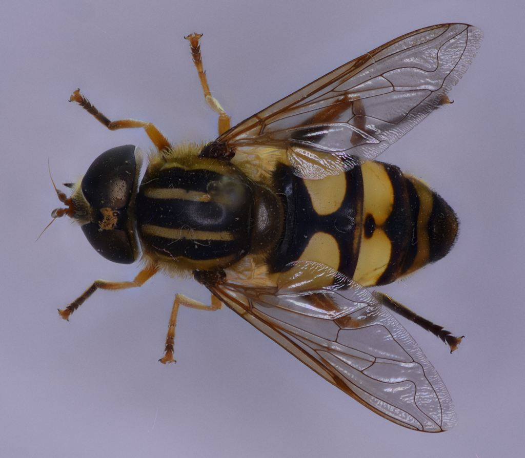 Helophilus fasciatus, adult in dorsal view