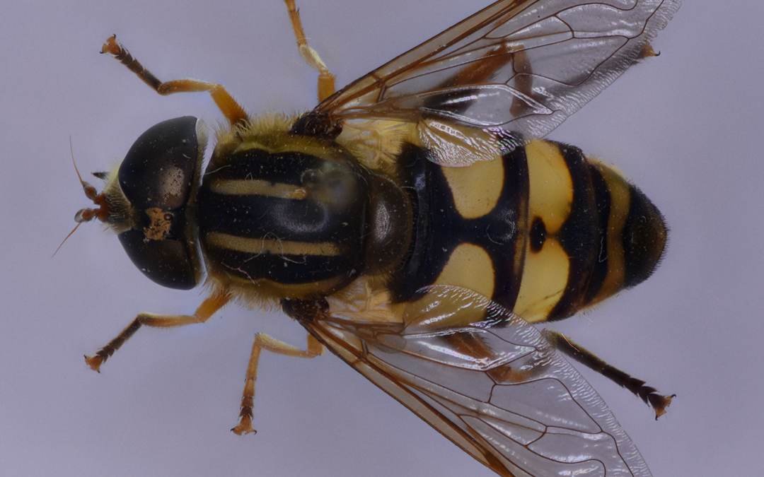 Insect of the week (July 7, 2025)