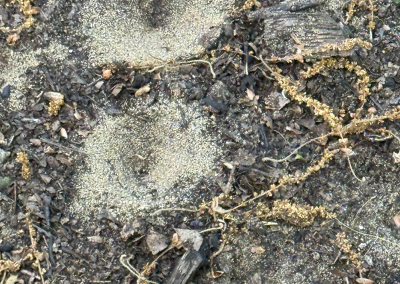 Ant lion pits