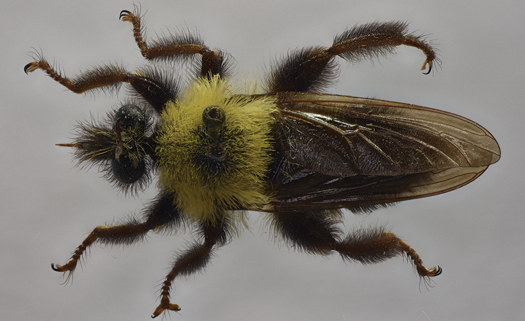 Insect of the week (May 19, 2025)