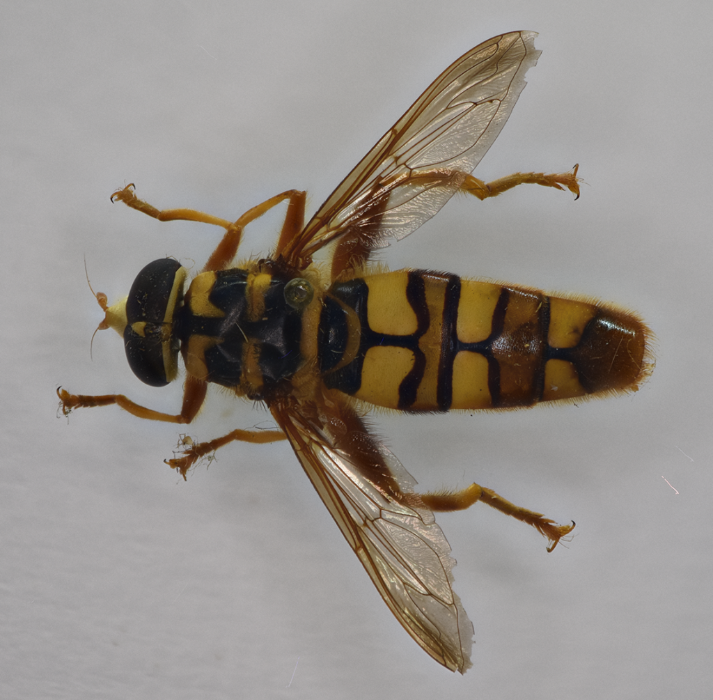 Milesia virginiensis adult, dorsal view