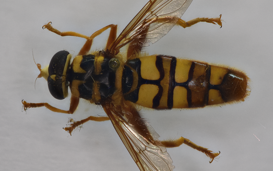 Insect of the week (June 16, 2025)