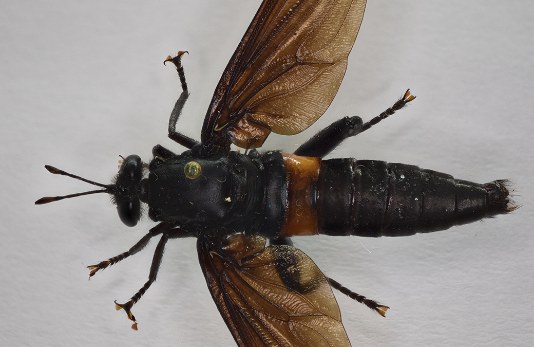 Insect of the week (June 2, 2025)