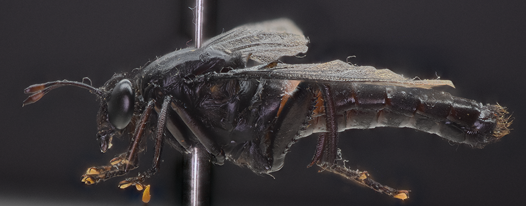 Mydas clavatus adult in lateral view