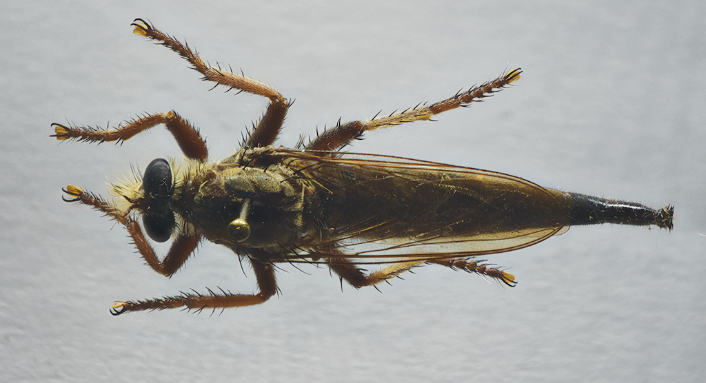 Insect of the week (May 26, 2025)