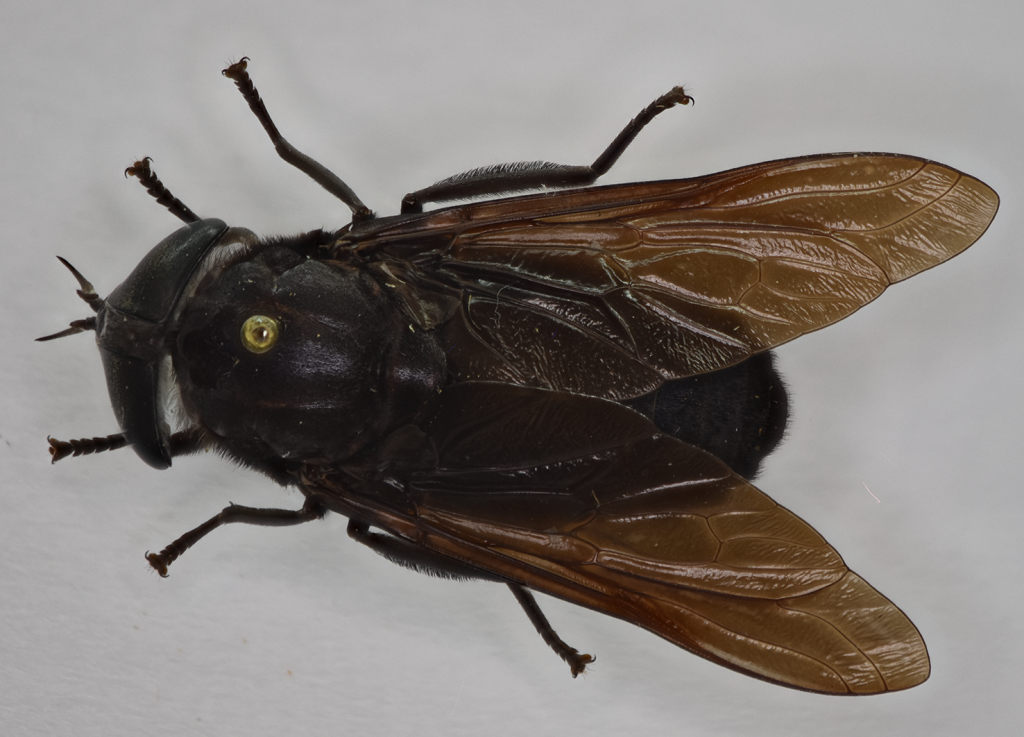 Adult Tabanus atratus in dorsal view