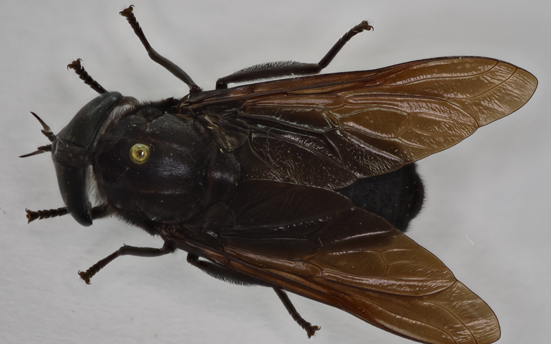 Insect of the week (June 30, 2025)