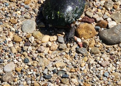 Painted turtle