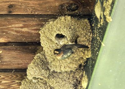 Bird nests