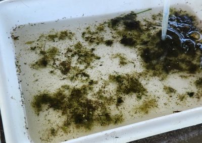 Tray with insects