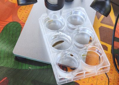 Specimens in examination dish