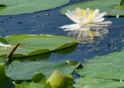 Water lily in bloom