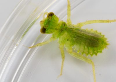 Dragonfly nymph