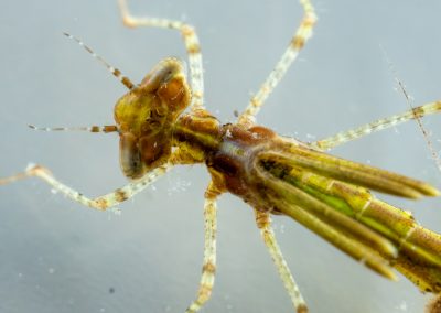 Damselfly nymph