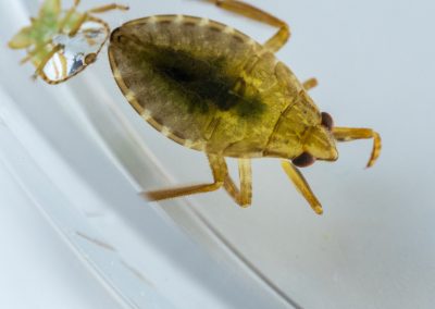Belostoma flumineum nymph