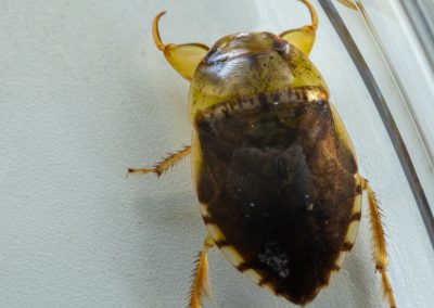 Creeping water bug adult