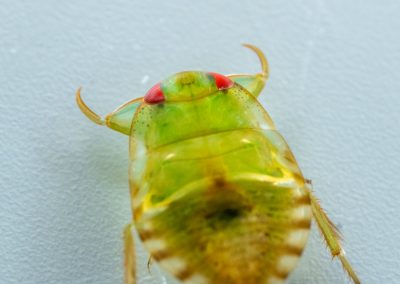 Creeping water bug nymph