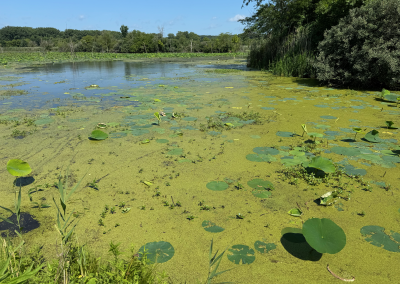 Backwater slough at Banner Marsh