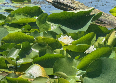 Blooming water lilies
