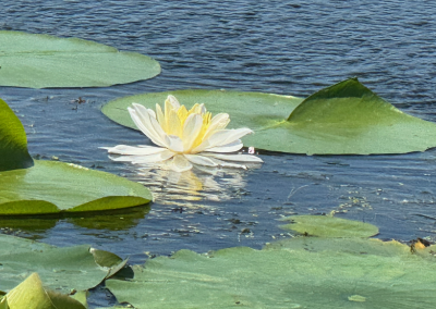 Water lily in bloom